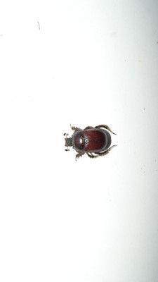 ONTHOPHAGUS.jpg