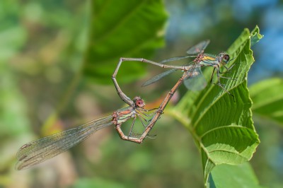 2014-09-28 Lestes viridis