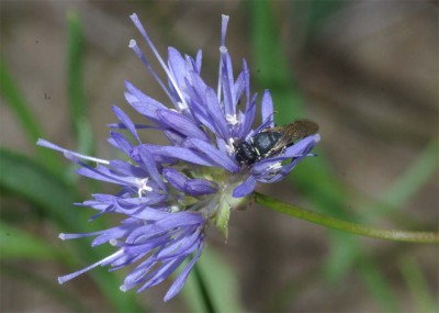 Hylaeus lineolatus f.jpg