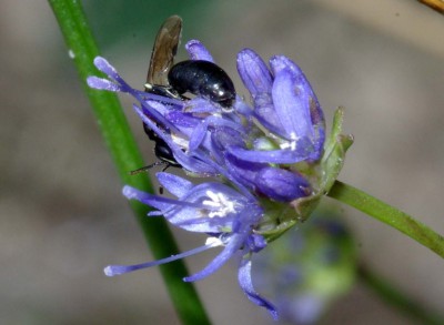 Hylaeus lineolatus f det.jpg