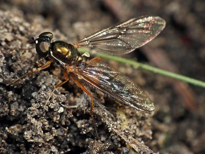 Sargus bipunctatus female.jpg