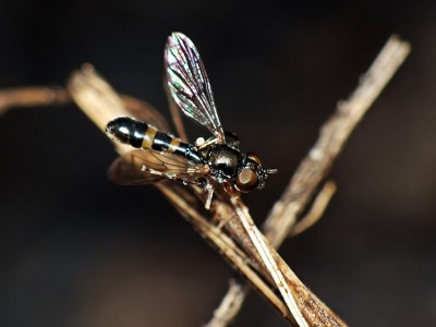 Neoascia obliqua male.jpg