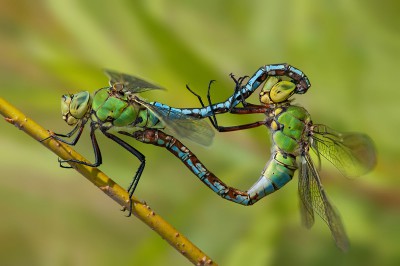 Tandem A. imperator