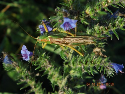 Tettigonia viridissima?