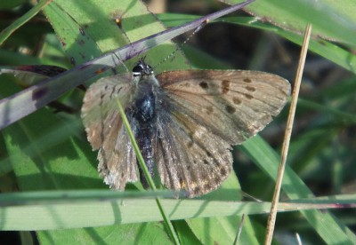 L.tityrus/alciphron (?)