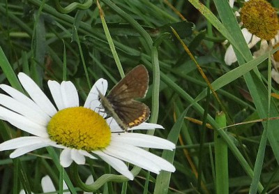 A.agestis