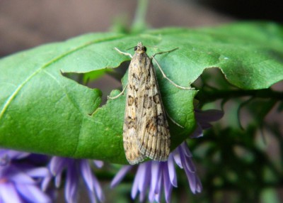 Nomophila noctuella