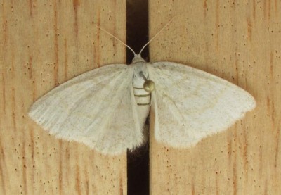 Cabera exanthemata