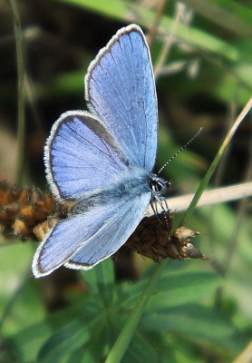 Plebejus idas?