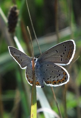 Plebejus idas