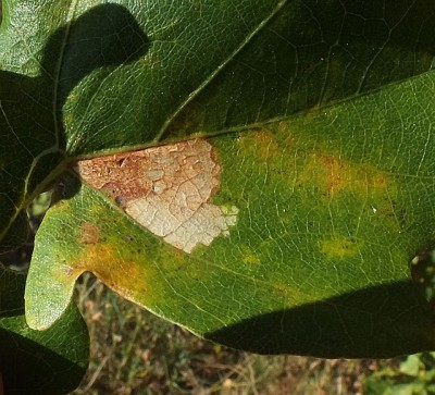 DSCF8022 Quercus robur  5.10.14 Gdynia Dąbrowa CF33.JPG