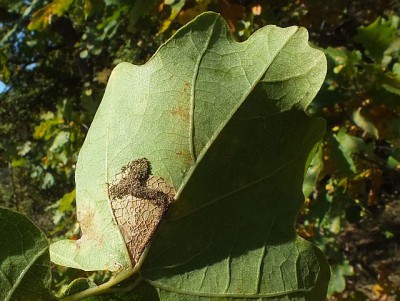 DSCF8023 Quercus robur 5.10.14 Gdynia Dąbrowa CF33.JPG