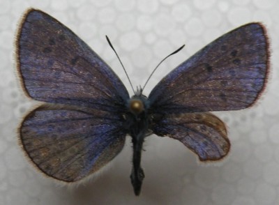 Lycanidae.JPG