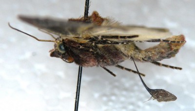 noctuidae.JPG