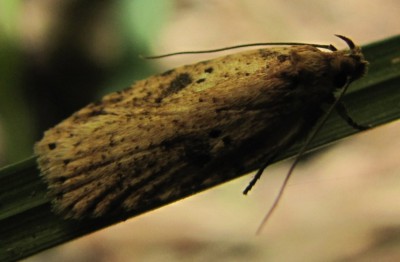 Agonopterix arenella 12.08.14.JPG