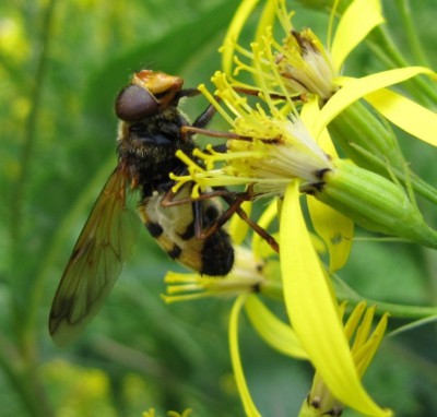 V. inanis (3) 15.08.14.JPG