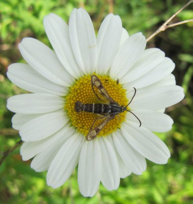 P. muscaeformis (1a) 5.06.14.JPG