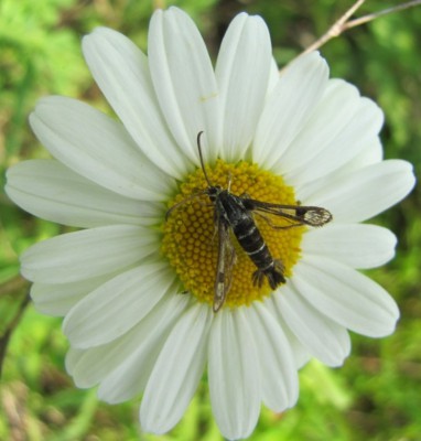 P. muscaeformis (1b) 5.06.14.JPG