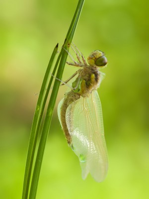 Teneralny samiec L. quadrimaculata