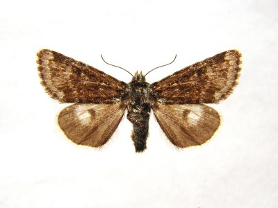 Anarta melanopa samica.jpg