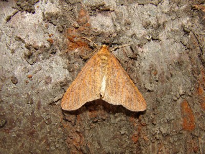 Erannis defoliaria f.suffusa.jpg