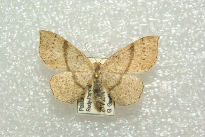 Cyclophora.jpg