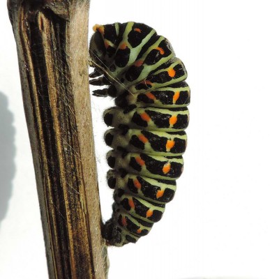 p.machaon_larva_24112014.jpg