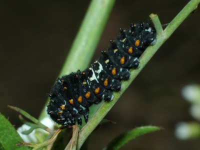 Papilio machaon gąsienica.jpg