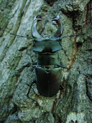 Lucanus cervus.2 22.06.2008..JPG