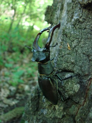 Lucanus cervus 22.06.2008..JPG