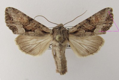 Lacanobia w-latinum - zaznaczone pole między przepaską zewnętrzną i falistą jednakowej popielatej barwy. Przepaska falista w górnym rogu skrzydła jest nie widoczna, lub słabo zaznaczona.