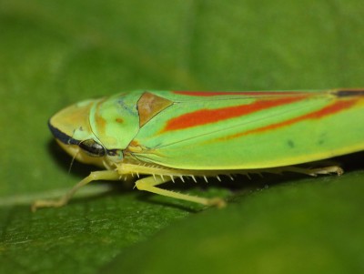 Graphocephala fennahi 1.jpg