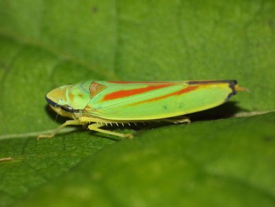 Graphocephala fennahi 2.jpg