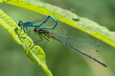 Coenagrion puella