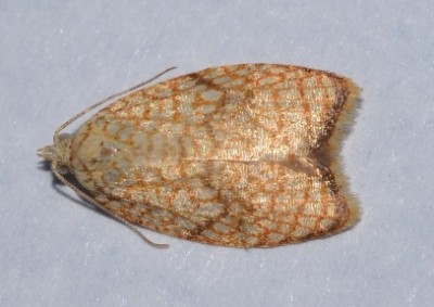 Acleris.JPG