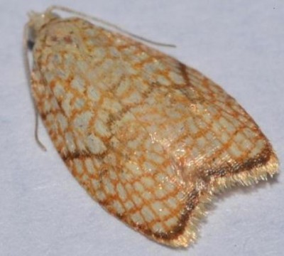 Acleris (2).JPG