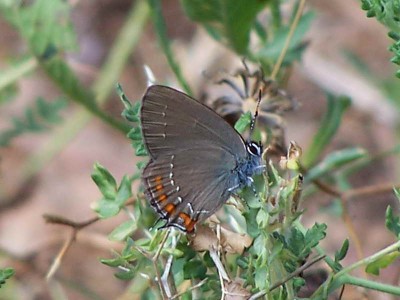 S. ilicis ssp. bischoffi GERHARD, 1853 - fot. Liban, Strefa Południowa, 17.05.2004 r.