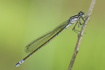 Coenagrion pulchellum