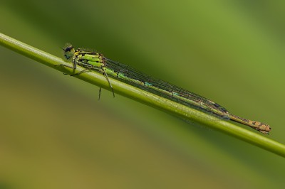 fot. 1 Coenagrion pulchellum