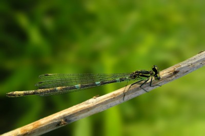 fot. 2 Coenagrion pulchellum