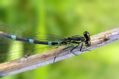 fot. 3 Coenagrion pulchellum