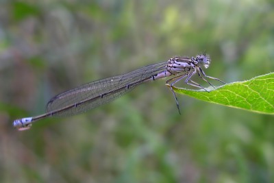 C. pulchellum samica 2010-05-27 17:56