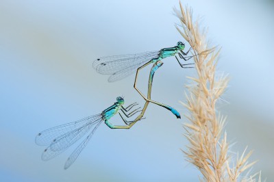 Ischnura elegans 2014-08-14 13:54