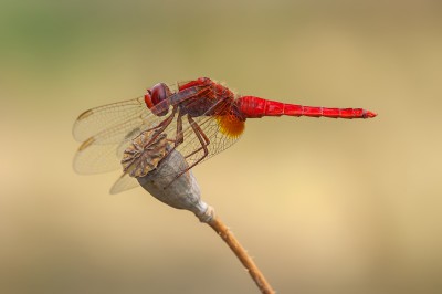 Mój faworyt Crocothemis erythraea - male