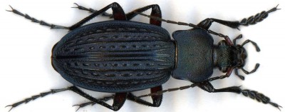 Carabus cancellatus ssp... 2.jpg