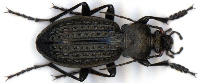 Carabus cancellatus ssp... 3.jpg