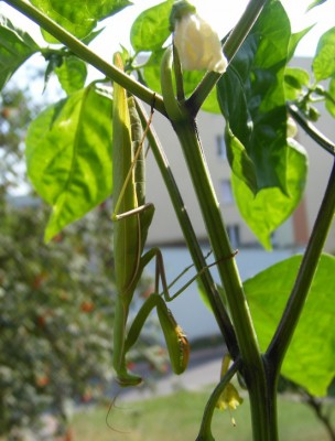 loyse_Mantis_sp_5_08_2014_UTM_FD38_bialystok.jpg