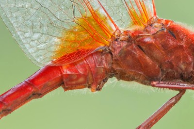 Crocothemis erythraea