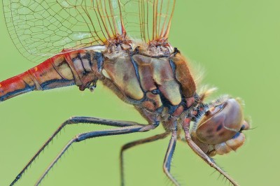 Sympetrum vulgatum