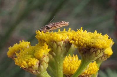 DSCF6727 Coleophora sp. - koszyczek larwalny na wrotyczu 2.8.14 Gdynia Chwarzno CF34.JPG